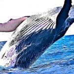 Ethereum Whale, Bitcoin Whale